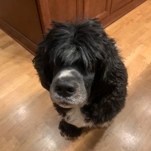 Meet your Posher, Kirk